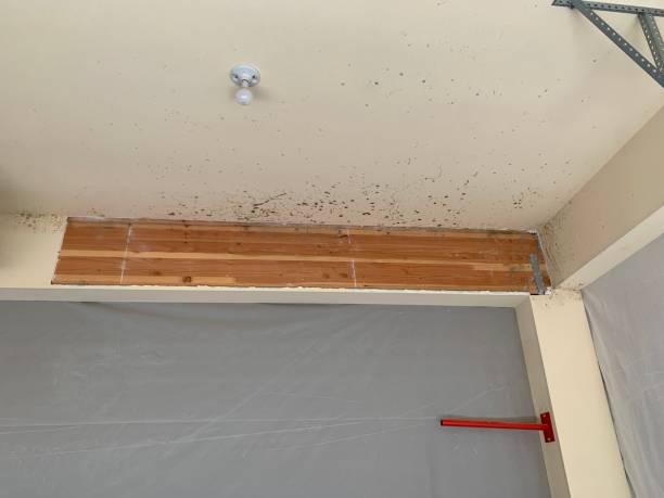 Best Asbestos and Lead Testing During Mold Inspection  in Linden, AZ