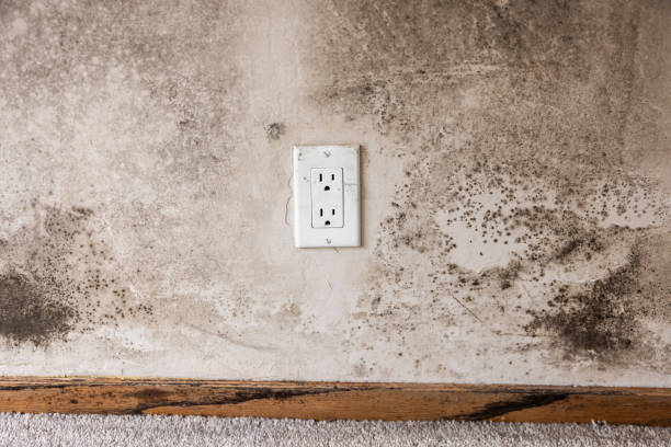 Linden, AZ Mold Removal Company