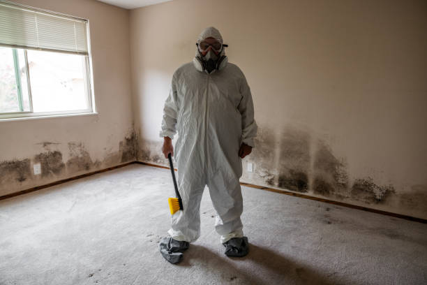 Mold Odor Removal Services in Linden, AZ