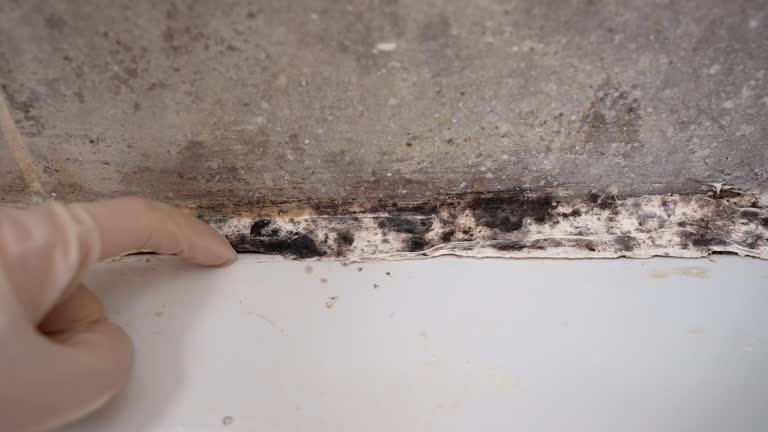 Best Residential Mold Inspection & Testing  in Linden, AZ