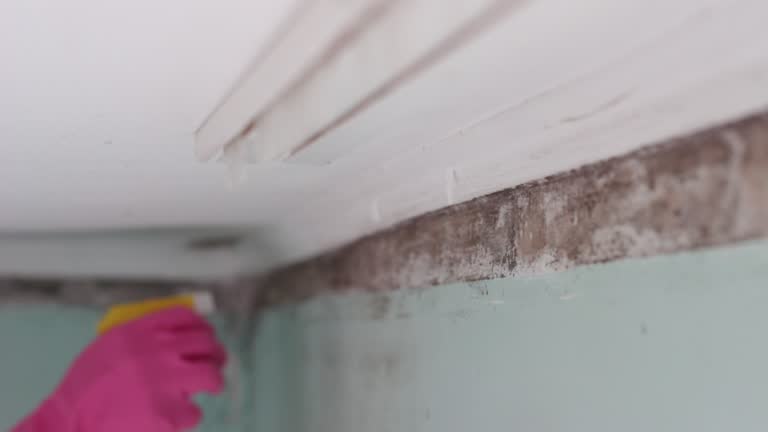Best Mold Removal for HVAC Installations  in Linden, AZ